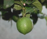 明日見(jiàn)柑橘苗怎么種植視頻講解大全圖片（明日見(jiàn)柑橘品種介紹）