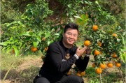 優(yōu)質(zhì)柑橘苗木種植銷售技術(shù)_一畝地可以種多少棵柑橘樹 優(yōu)質(zhì)柑橘苗木種植銷售技術(shù)_一畝地可以種多少棵柑橘樹