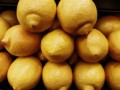 四川特大柑橘樹苗特大號：高產優(yōu)質新品種助農增收