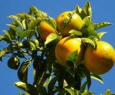 柑橘春季修剪技術(shù)管理（柑橘樹(shù)開(kāi)春修剪視頻）