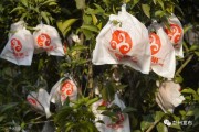 耙耙柑柑橘病蟲害防治技術(shù)_現(xiàn)在栽什么樹 耙耙柑柑橘病蟲害防治技術(shù)_現(xiàn)在栽什么樹