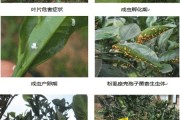 中熟柑橘的病蟲害的時間_柑橘樹幼苗春季應(yīng)預(yù)防那些病蟲害