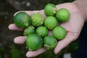 柑橘種植技術介紹_在你家鄉(xiāng)有哪些特色經濟作物