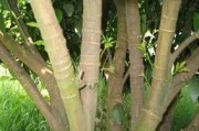柑橘管理技術(shù)及病蟲(chóng)害_柑橘樹(shù)上發(fā)現(xiàn)臭蟲(chóng)怎么辦