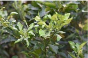幼果期柑橘種植技術(shù)_柑橘幼果期能使用毒死蜱嗎