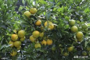 柑橘高接種植技術(shù)_我親戚在吉安有一個(gè)200畝果園 柑橘高接種植技術(shù)_我親戚在吉安有一個(gè)200畝果園