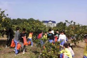 柑橘的園藝種植管理技術(shù)_什么是青見(jiàn)