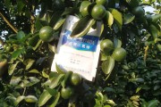 矮化樹(shù)柑橘種植技術(shù)_果農(nóng)豐收的管理技術(shù)有哪些