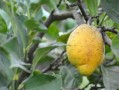 柑桔冬季修剪技術(shù)視頻講解（冬季柑橘剪枝要點(diǎn)）
