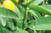 崇左柑橘種植技術(shù)規(guī)程書_我國(guó)沒有無核沃柑091的品種權(quán)嗎