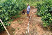 柑橘雨水多怎樣防病蟲害_如何預防柑橘出現(xiàn)日灼
