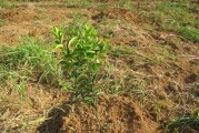 柳州柑橘種植技術(shù)_在農(nóng)村種植什么可以帶動整體村民