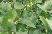 春季柑橘種植管理技術(shù)_柑橘樹苗什么時候種植最好 春季柑橘種植管理技術(shù)_柑橘樹苗什么時候種植最好