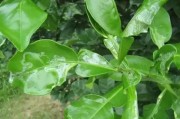 夏季柑橘病蟲害防治技術(shù)_下午高溫時(shí)柑橘可灌水嗎