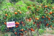 紅美人柑橘品種簡介及圖片_紅美人與明日見品質(zhì)哪個(gè)好 紅美人柑橘品種簡介及圖片_紅美人與明日見品質(zhì)哪個(gè)好