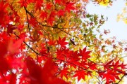 紅美人柑橘簡介：從品種起源到栽培技巧的全方位解讀