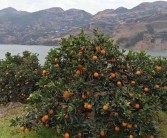 甘平柑橘每畝產(chǎn)多少斤（看完你就明白了）