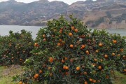 未來(lái)5年柑橘前景如何？種植趨勢(shì)、市場(chǎng)機(jī)遇與行業(yè)挑戰(zhàn)深度解析