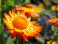 柑橘套袋幾天發(fā)芽（柑橘套袋幾天發(fā)芽?。? class=