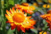 柑橘套袋幾天發(fā)芽（柑橘套袋幾天發(fā)芽?。? title=