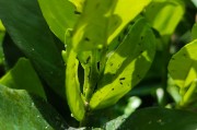 柑橘種植技術(shù)交流視頻_柑橘樹缺鐵用什么肥