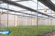 云浮柑橘苗種植技術(shù)_三月桔介紹