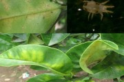 柑橘病蟲害常規(guī)用藥套餐_柑橘清園什么時間最佳 柑橘病蟲害常規(guī)用藥套餐_柑橘清園什么時間最佳