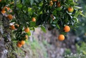 柑橘九月份病蟲害_柑橘潛葉蛾如何防治