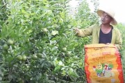 沃柑柑橘種植管理技術(shù)_12月份的沃柑怎么管理