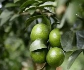 秋季柑橘病蟲害防治技術_立秋柑橘打什么農(nóng)藥
