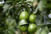 秋季柑橘病蟲(chóng)害防治技術(shù)_立秋柑橘打什么農(nóng)藥