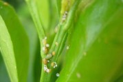 柑橘幼果病蟲害大全_請(qǐng)問(wèn)怎么處理成千上萬(wàn)斤的廢柑橘果