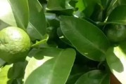 蔡家渡柑橘種植技術(shù)_柑橘的種植方法