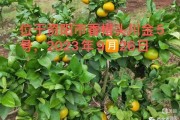 青秋臍橙和長紅臍橙區(qū)別（青秋臍橙品種介紹和前景）