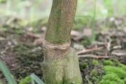 柑橘環(huán)割后病蟲害怎么辦_柑橘環(huán)割最佳時(shí)間