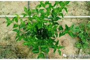 常見柑橘樹葉片病蟲害有哪些_施用誘抗素的柑橘樹會(huì)造成早衰落葉嗎