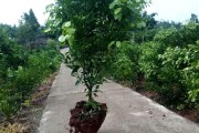 春見柑橘種植管理技術(shù)_春見留樹保鮮可以到多久