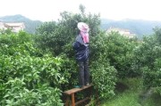 柑橘種植技術月管理_無核沃柑怎樣管理