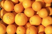 真正特早熟柑橘品種：突破性新品種優(yōu)勢解析與產(chǎn)業(yè)發(fā)展前景