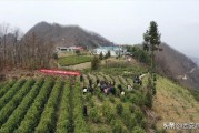 陽春柑橘種植技術(shù)價格_九里香進入四月為什么只有老葉不見長新葉芽