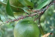 柑橘病蟲害防治大全高清圖_低溫環(huán)境如何保護(hù)柑橘