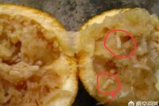 柑橘病蟲害的防治論文_促進卵泡發(fā)育的水果有哪些