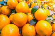 當前柑橘橙種植前沿技術_江蘇種什么品種桔子樹好
