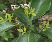柑橘種植技術(shù)與方法_潭州農(nóng)業(yè)柑橘栽培技術(shù)