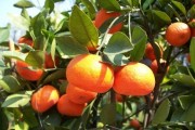 浙江紅美人柑橘種植技術(shù)_柑橘紅美人剛長(zhǎng)出來(lái)的新梢黃化