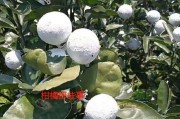 9月份柑橘病蟲害的防治_怎樣才能徹底干掉柑橘紅蜘蛛