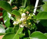柑橘?；ǚN植技術_如何讓柑橘又大又甜同時?；ū９尮麑嵟虼筇嵘涕倨焚|