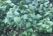 柑橘春梢病蟲(chóng)害的管理_枇杷春季怎么控新梢