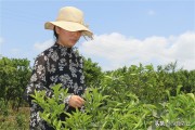 柑橘10月份病蟲(chóng)害及用藥_克菌丹柑橘花期可以用嗎