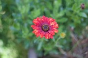 沃柑表面紅色的東西（沃柑表皮上的紅色是怎么回事）